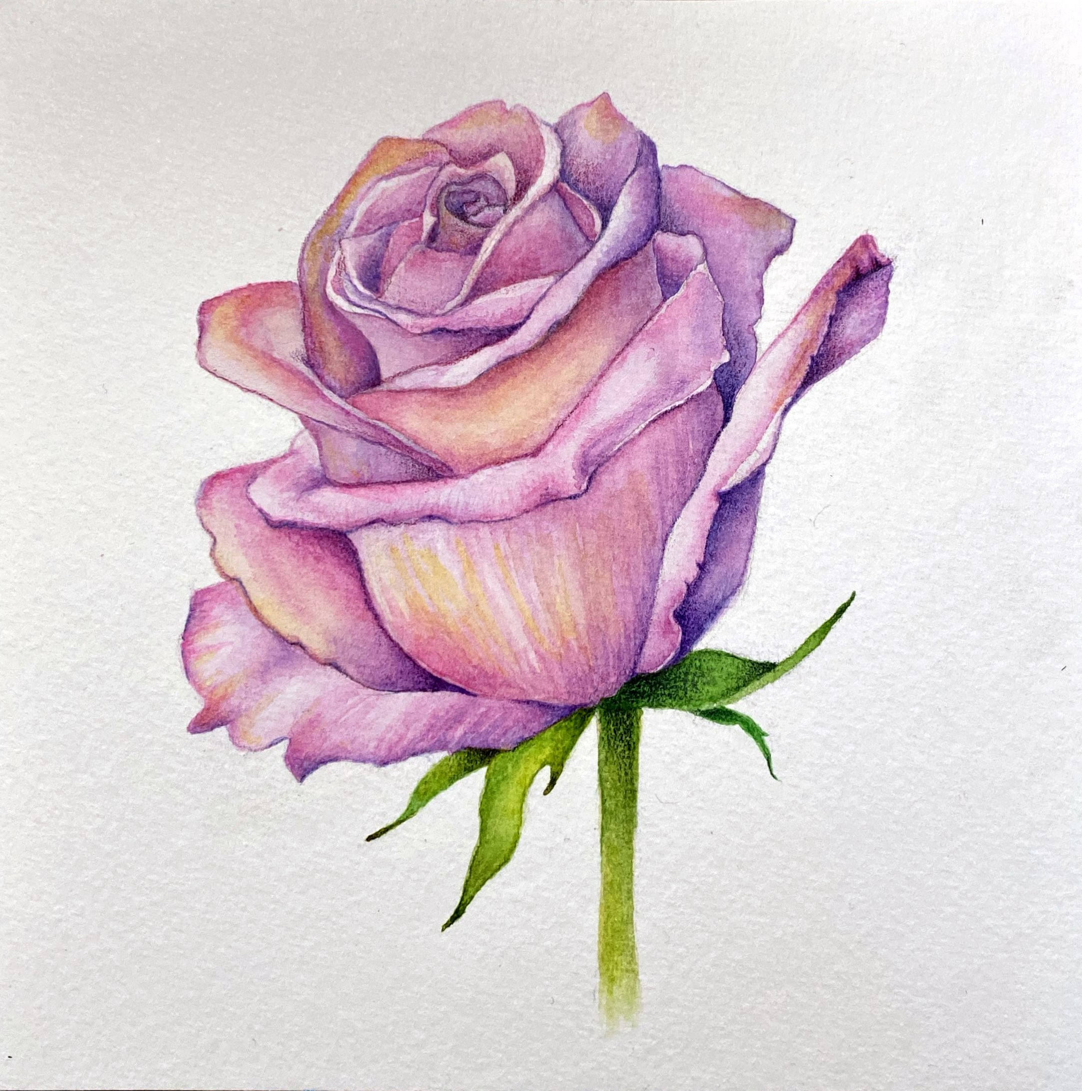 Pink Rose in Watercolors